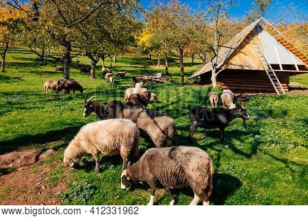 Small Farm Under Castle Tocnik, Autumn Landscape, Sunny Day, Goats And Sheep Graze On A Green Lawn A