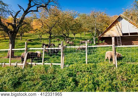 Small Farm Under Castle Tocnik, Autumn Landscape, Sunny Day, Goats And Sheep Graze On A Green Lawn A