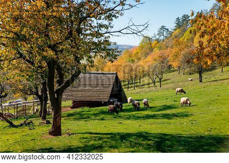 Small Farm Under Castle Tocnik, Autumn Landscape, Sunny Day, Goats And Sheep Graze On A Green Lawn A