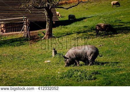 Small Farm Under Castle Tocnik, Autumn Landscape, Sunny Day, Big Black Haired Pig Graze On Lawn Amon