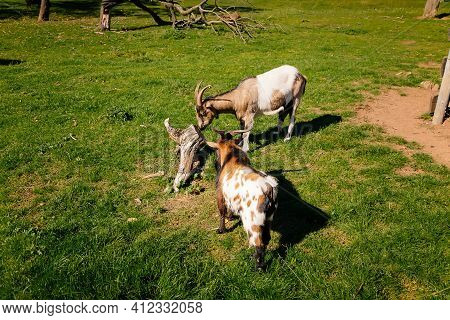Small Farm Under Castle Tocnik, Autumn Landscape, Sunny Day, Spotted Goats Graze On Lawn, Field In C