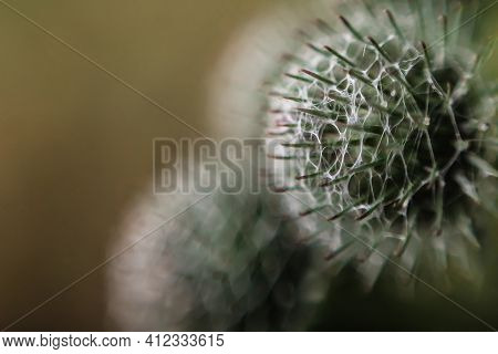 Defocus Globe Gray Thistle Flowers Grass Wild On Yellow Background. Globe-thistle Flower. Coronaviru
