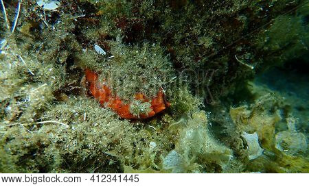European Thorny Oyster (spondylus Gaederopus) Coveded By Oyster Sponge Or Orange-red Encrusting Spon