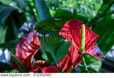 Anthurium Is A Red Heart-shaped Flower (tailflower, Flamingo Flower, Laceleaf) In Garden. Dark Green
