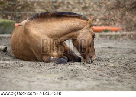 Ill Horse With Colic Lie On Side To Sleep Outside