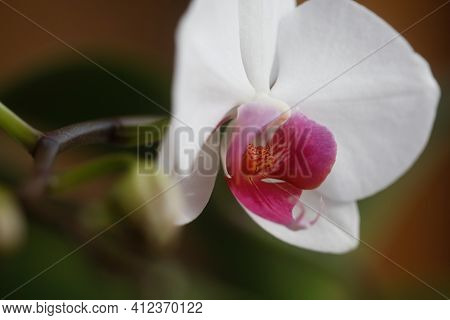 Phalaenopsis Orchid. Floral Concept. Spring Flowers. Orchidea Decorative Flowers