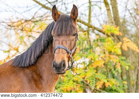 A Head Of A Brown Kwpn Stallion, Dutch Warmblood Horse, 2 Years Old. Outside Against A Green And Yel