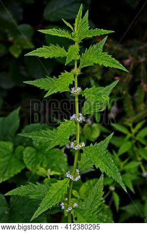 Flowers Of A Gypsywort Plant (lycopus Europaeus)