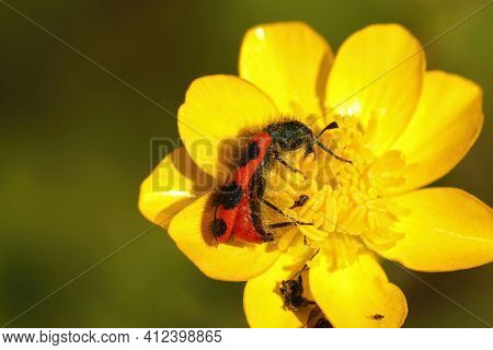 Closeup Of The Colorful Red Bee-eating Beetle, Trichodes Apiarius In Gard, France