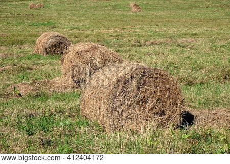 Some Rolled Haystacks Collected In A Line On The Field On Hot Sunny Summer Day Close Up View