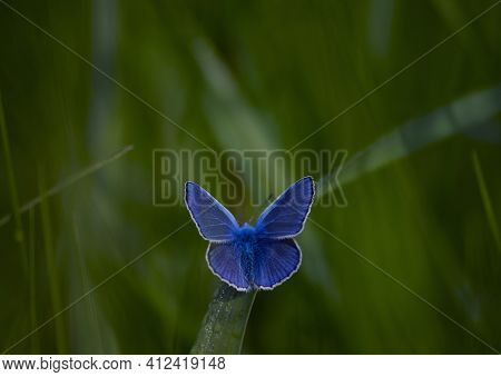 Polyommatus Cyaniris Semiargus, Blue Mazarin. Butterfly Sits On Green Meadow Grass. Natural Blurred 