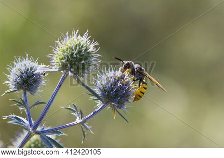Wasp Sitting On A Field Plant. Wasp. A Small Wasp Sits On A Flower Of A Blue Thorny Plant. Prickly E
