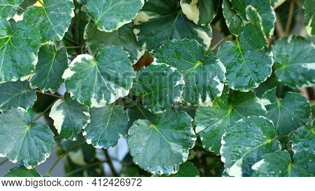 Green Leaves As A Background (polyscias), Ecological Concept, Natural Green Wallpaper, Abstract Leav