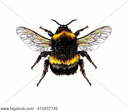Bumblebee From A Splash Of Watercolor, Colored Drawing, Realistic. Vector Illustration Of Paints