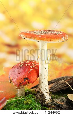 červené amanitas s mechem, na podzim žluté pozadí