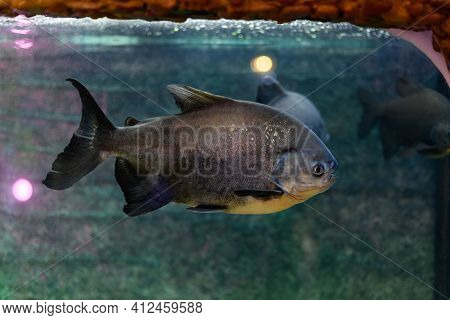 Pacu Piranha Fish Swims In The Aquarium (piaractus Brachypomus)