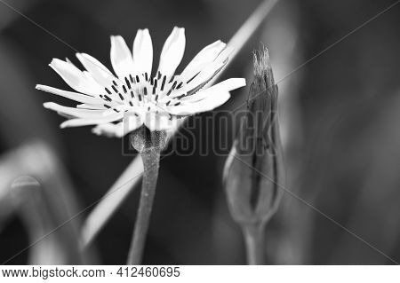 Crepis Flowers Faded And Other Blooming With Delicate Petals, Macro, Black And White