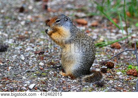Columbian Ground Squirrel Sitting Near Its Burrow In Jasper Nationalpark, Canada