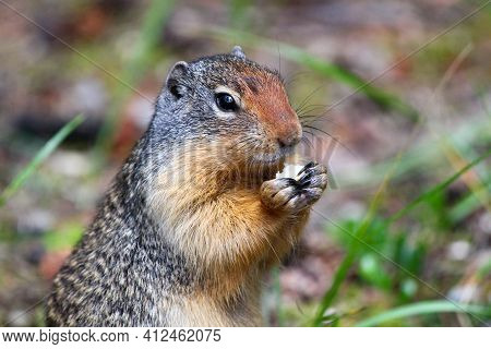 Hungry Columbian Ground Squirrel Against A Blurred Background In Jasper Nationalpark, Canada.