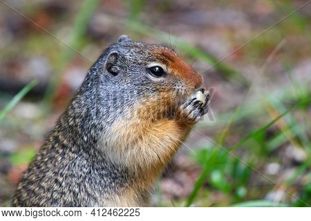 Cute Columbian Ground Squirrel Eatingg Near Its Burrow In Jasper Nationalpark. Canada. Wildlife And 