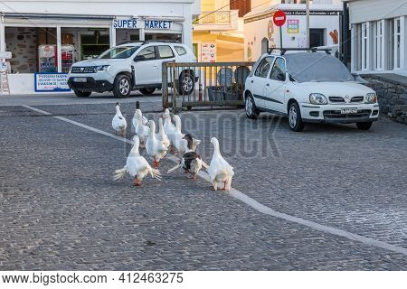 Paros, Greece - September 27, 2020: A Gaggle Of White Geese On The Street In Naoussa On Paros Island