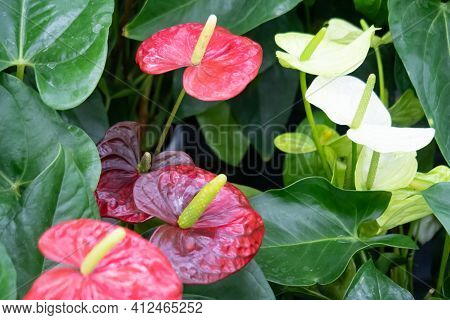 Anthurium Andre, Perennial Herbaceous Evergreen, Species Of The Genus Anthurium Of The Aroid Family,