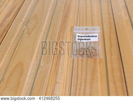 The Seeds Of The Tallest Tree In The World - Sequoiadendron Giganteum. Wooden Background With Copy S