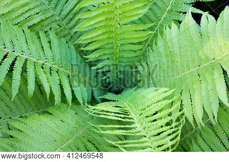 Fern. Green Fern Leaf Close-up Beautiful Background Of Young Green Fern Leaves. Wildlife Concept.