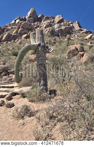 Arizona Desert Landscape