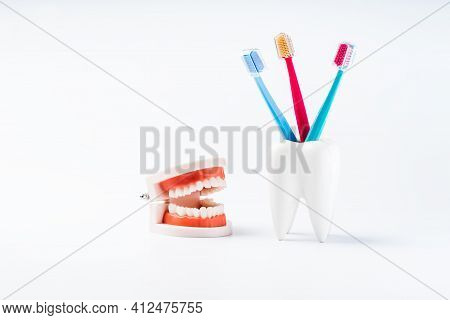 Teeth Model With A Brush And Toothpaste. Dental Care. Dental Accessories.