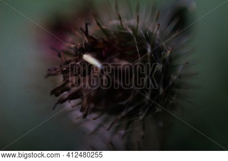 Defocus Globe Dark Burgundy Thistle Flowers Grass Wild On Dark Green Background. Globe-thistle Flowe