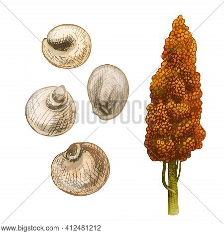 Ears With Grain Of Sorghum. Vector Color Vintage Hand Drawn Hatching Illustration Isolated On A Whit