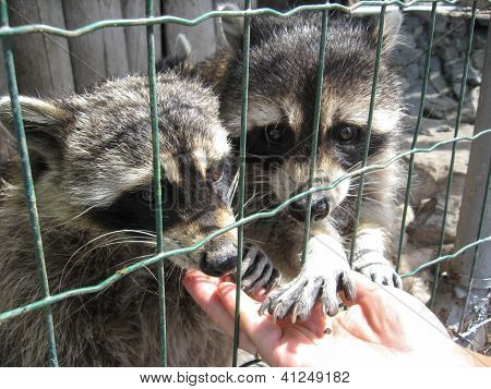 raccoons with asking paw behind a bar