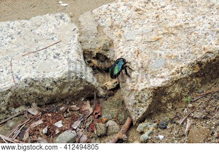 Carpenter Bee Perched On Concrete Stone, Can't Take Off.  Vietnam