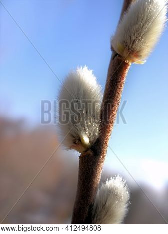 Close Up Blooming Pussy Willow (goat Willow) , Palm Catkins, Goat Willow, Willow