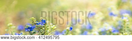 Closeup Of Mini Blue Purple Flower On Blurred Gereen Background Under Sunlight With Copy Space Using