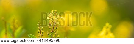 Closeup Of Mini Yellow Flower On Blurred Gereen Background Under Sunlight With Copy Space Using As B