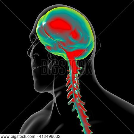 Dura Mater Anatomy For Medical Concept 3d Illustration