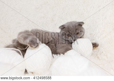 A Lop-eared Scottish Cat Plays With Balls Of Yarn. An Animal On A White Background. Fun For Pets