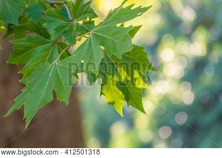 Green Leaves Of Pltatanus Oreintalis Tree In Sunset Light. Platanus Orientalis, The Old World Sycamo