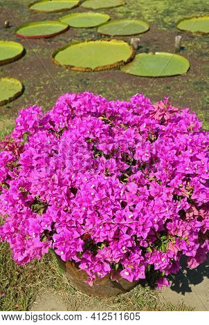 Closeup A Shrub Of Hot Pink Bougainvillea Glabra Or Paperflowers With Blurry Lily Pads In Background