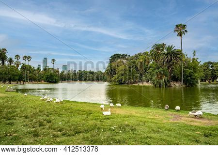 Walking geese in Rosedal park in Buenos Aires Argentina