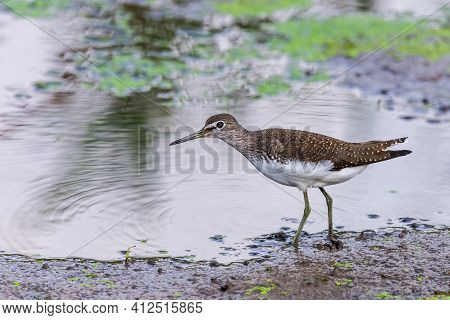 Green Sandpiper Or Tringa Ochropus Walks On Lake