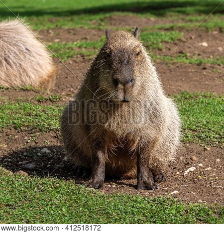 The Capybara, Hydrochoerus Hydrochaeris Is A Mammal Native To South America. It Is The Largest Livin