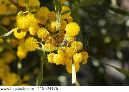 Close-up Beetle On A Blooming Mimosa Branch, Acacia Pycnantha. Spring Floral Natural Background Conc