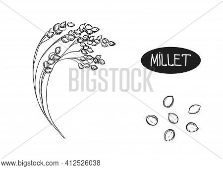 Hand Drawn Sketch Black And White Set Of Ear Millet, Leaf, Grain. Vector Illustration. Elements In G