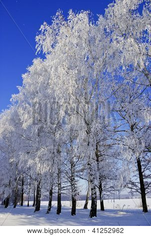 Birke Bäume, Büsche, Zweige, in den weißen Schnee bedeckt mit Raureif, auf The Background Of The Blue Sky