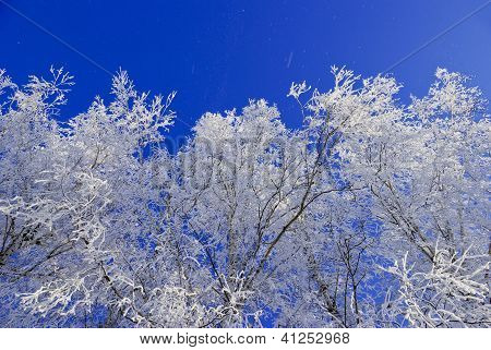 Birke, BÃ¤ume, BÃ¼sche, Zweige, in den weiÃŸen Schnee bedeckt mit Raureif auf dem Hintergrund des blauen Himmels