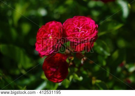 Beautiful Blooming Rose In The Park In Spring