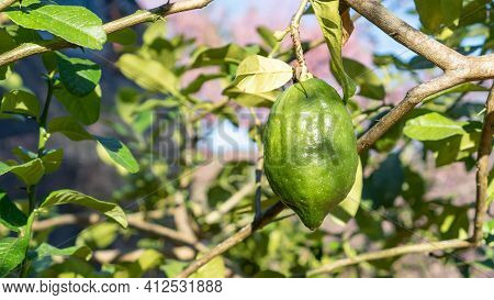 Green Citrus Bergamia Fruit Plant In A Garden.